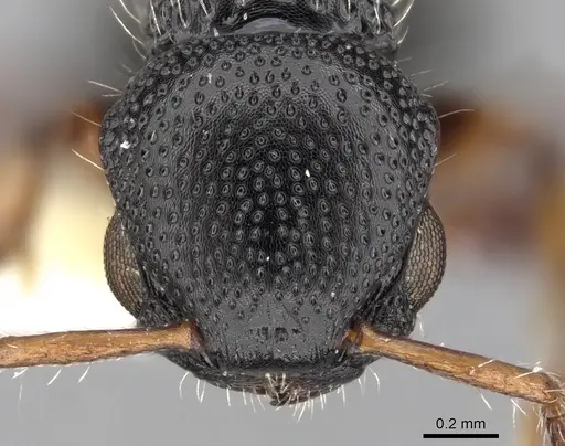 Procryptocerus schmitti specimen