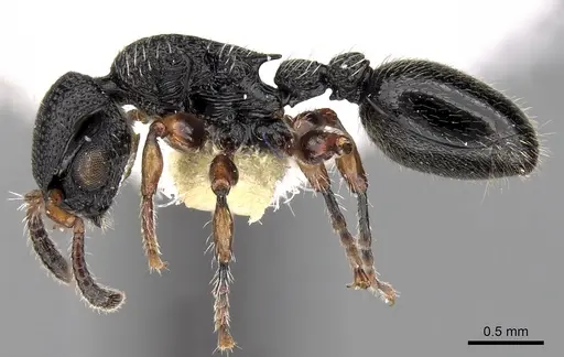 Procryptocerus schmitti specimen