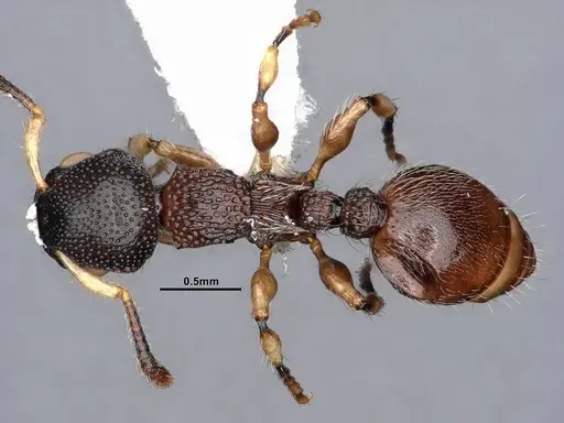 Procryptocerus schmitti - CASENT0884226