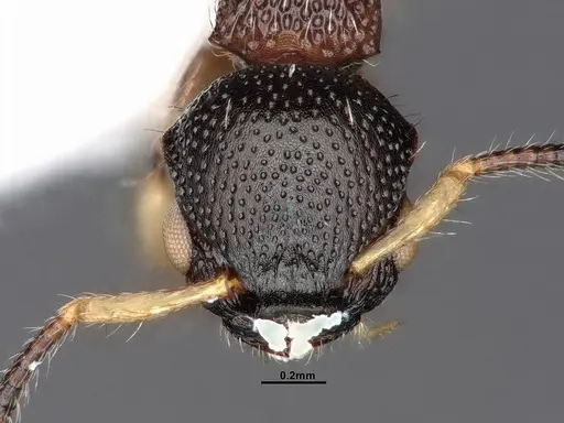 Procryptocerus schmitti - CASENT0884226