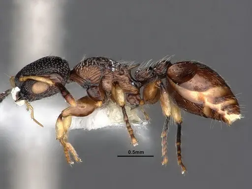 Procryptocerus schmitti - CASENT0884226