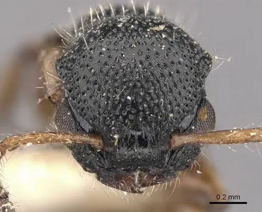 Procryptocerus schmitti - CASENT0909251