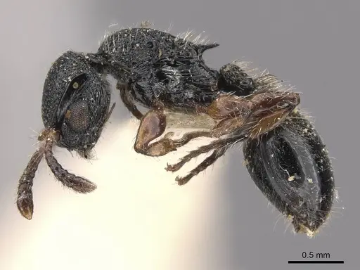 Procryptocerus schmitti - CASENT0909251