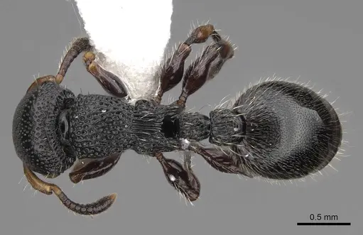 Procryptocerus schmitti - CASENT0922629