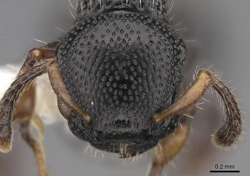 Procryptocerus schmitti - CASENT0922629