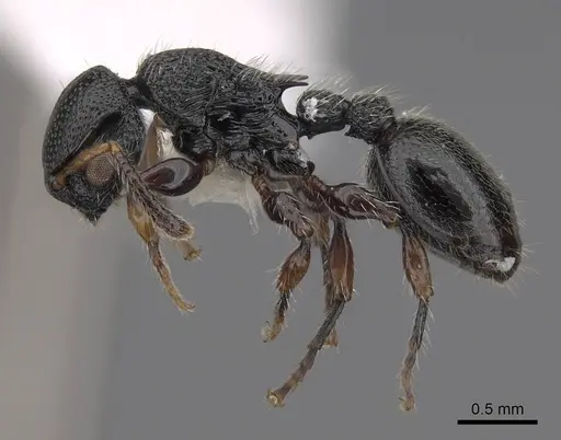 Procryptocerus schmitti - CASENT0922629