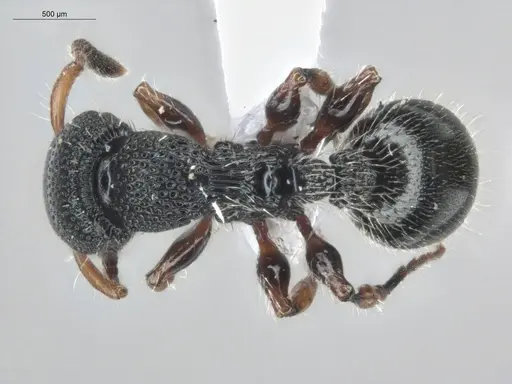 Procryptocerus schmitti - ECOFOG-IT14-0055-141