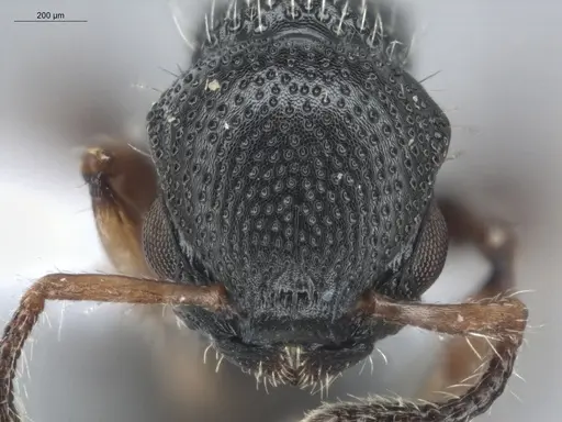 Procryptocerus schmitti - ECOFOG-IT14-0055-141