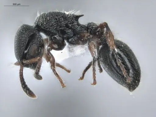 Procryptocerus schmitti - ECOFOG-IT14-0055-141