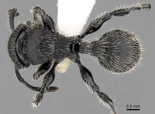 Procryptocerus spiniperdus specimen