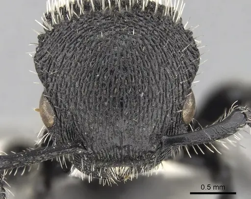 Procryptocerus spiniperdus specimen