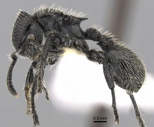 Procryptocerus spiniperdus specimen