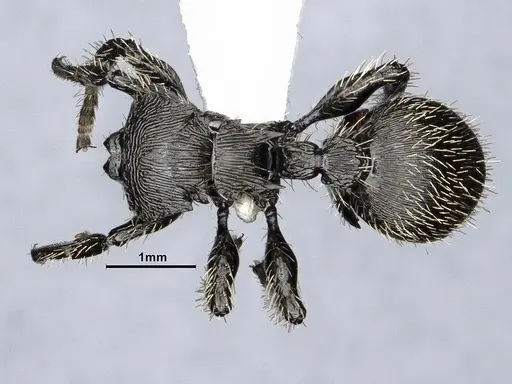 Procryptocerus spiniperdus - CASENT0884230