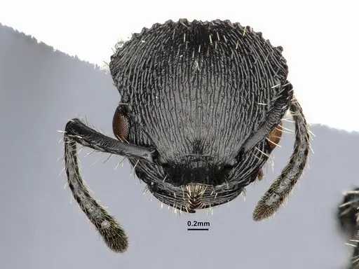 Procryptocerus spiniperdus - CASENT0884230