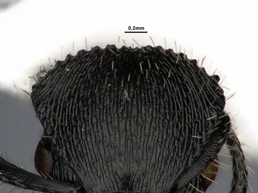 Procryptocerus spiniperdus - CASENT0884230