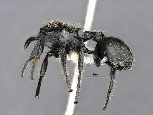 Procryptocerus spiniperdus - CASENT0884230