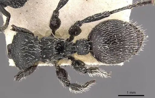 Procryptocerus spiniperdus - CASENT0909252