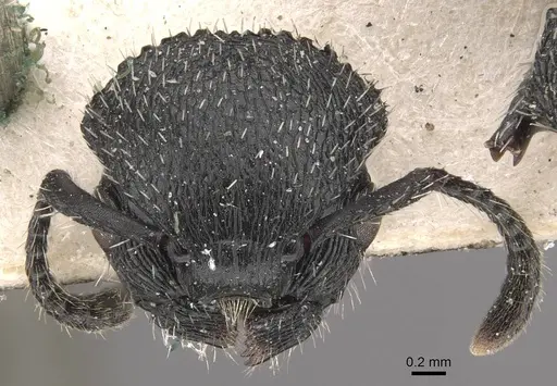 Procryptocerus spiniperdus - CASENT0909252