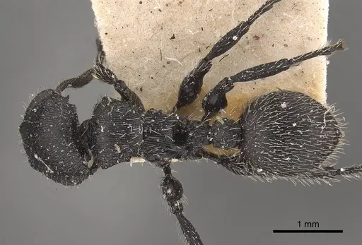 Procryptocerus spiniperdus - CASENT0919594