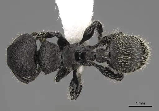 Procryptocerus spiniperdus - CASENT0922632