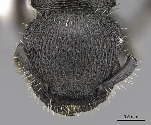 Procryptocerus spiniperdus - CASENT0922632