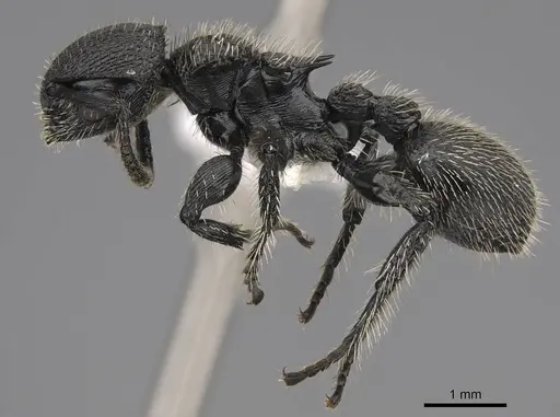 Procryptocerus spiniperdus - CASENT0922632