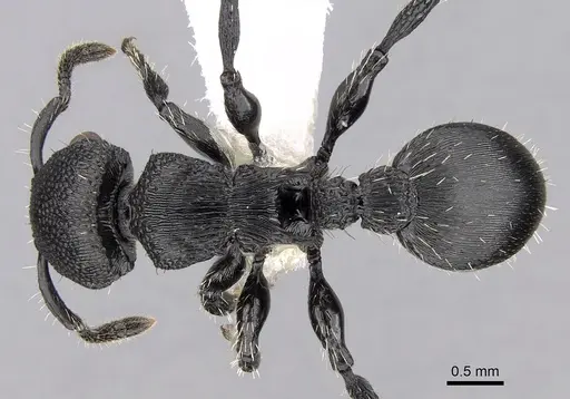 Procryptocerus striatus specimen