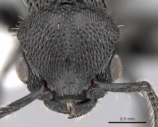 Procryptocerus striatus specimen