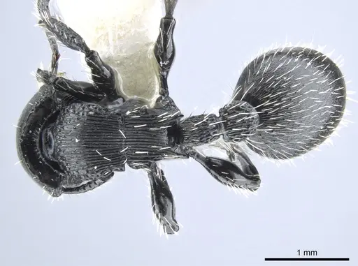 Procryptocerus subpilosus specimen