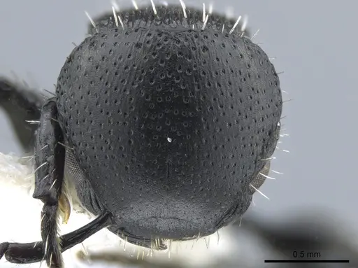 Procryptocerus subpilosus specimen