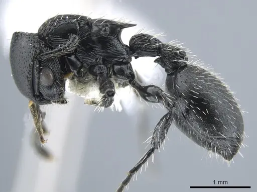 Procryptocerus subpilosus specimen