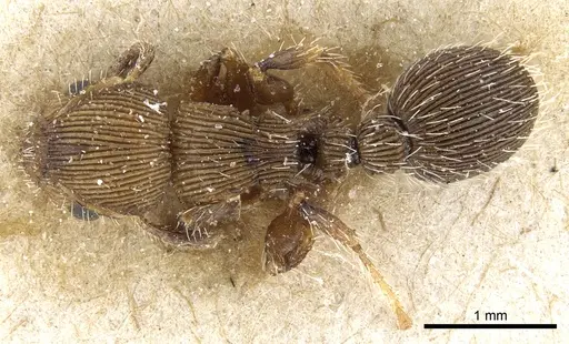 Procryptocerus sulcatus specimen