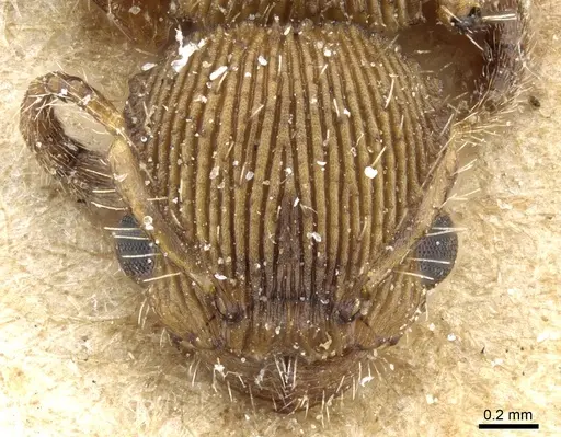 Procryptocerus sulcatus specimen