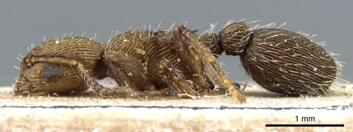 Procryptocerus sulcatus specimen