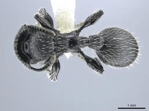 Procryptocerus tortuguero specimen