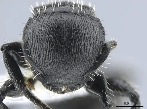 Procryptocerus tortuguero specimen