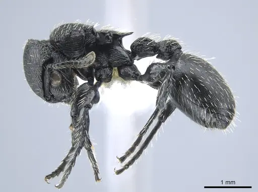 Procryptocerus tortuguero specimen