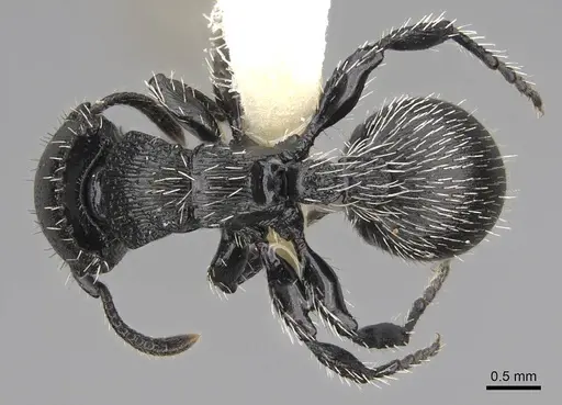 Procryptocerus tortuguero - LACMENT141746