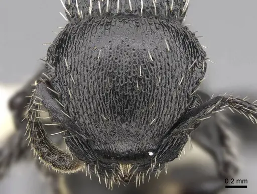 Procryptocerus tortuguero - LACMENT141746