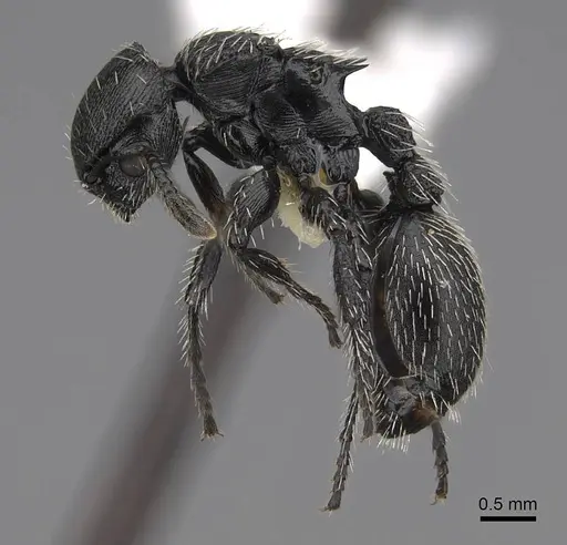 Procryptocerus tortuguero - LACMENT141746