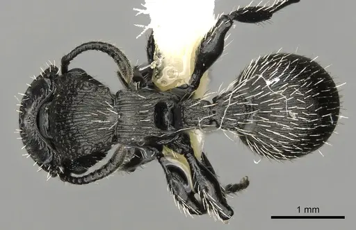 Procryptocerus tortuguero - LACMENT141765