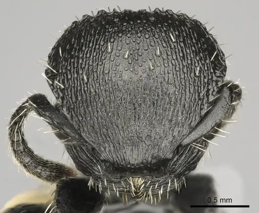 Procryptocerus tortuguero - LACMENT141765