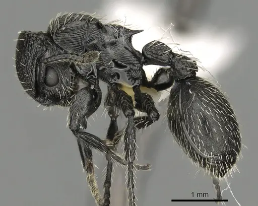 Procryptocerus tortuguero - LACMENT141765