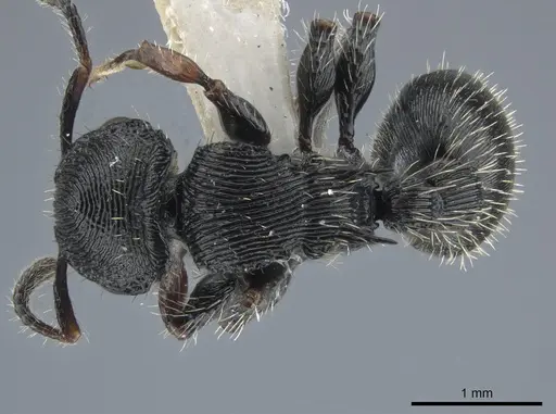 Procryptocerus victoris specimen