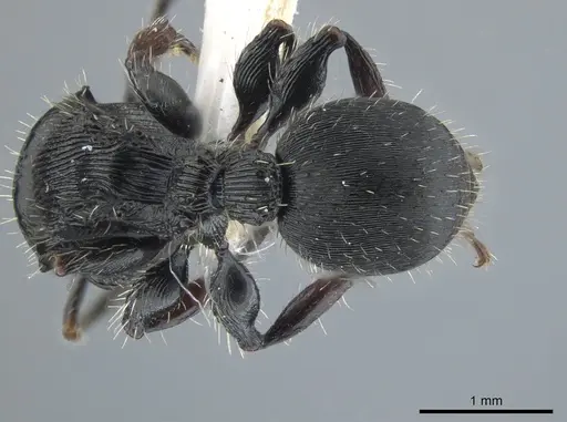 Procryptocerus victoris specimen