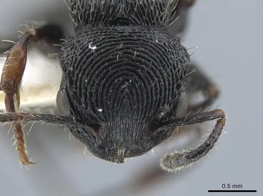 Procryptocerus victoris specimen