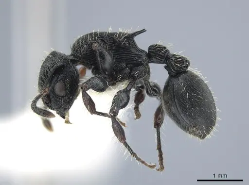 Procryptocerus victoris - CASENT0651700