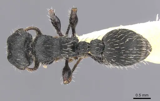 Procryptocerus victoris - CASENT0912587