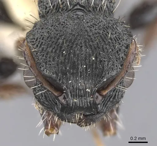 Procryptocerus victoris - CASENT0912587