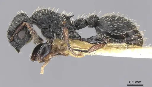 Procryptocerus victoris - CASENT0912587